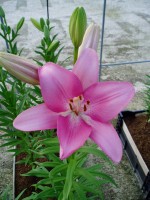 [1700 Carona VH No01.JPG]